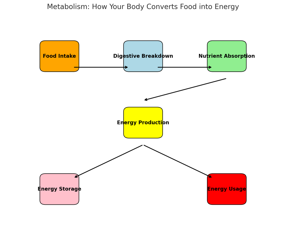 Understanding Metabolism: The Engine of Your Body