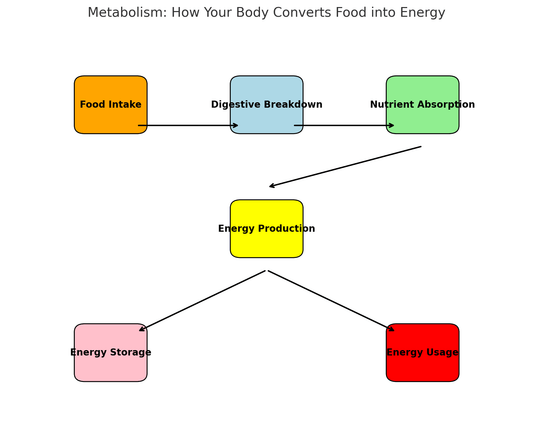 Understanding Metabolism: The Engine of Your Body - FEAST-FUEL